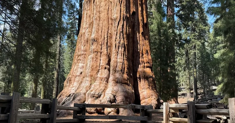 Sequoia and Kings Canyon Private 1-Day Tour