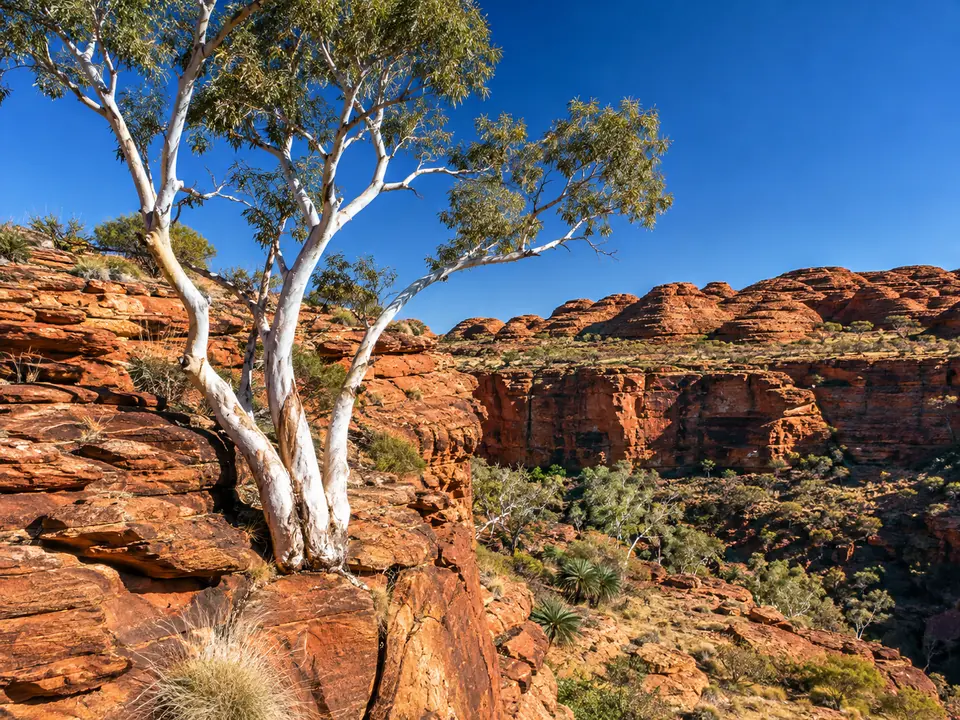 White-trunked ghost gums on red rock under a blue sky