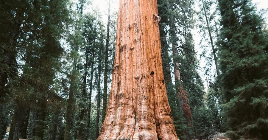 The huge red-brown trunk of a giant sequoia in a forest
